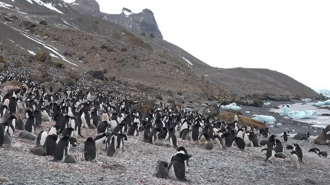 Gentoo penguins walk and settle on the rocky ground during the summer in Antarctica. The weather is cold and foggy as they move about their breeding area.