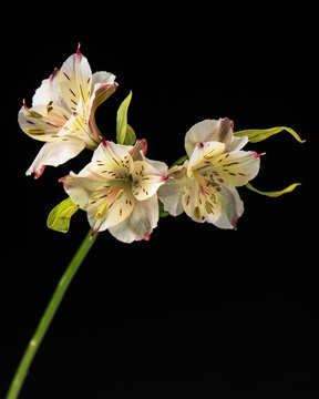 Peruvian Lily on Black Background