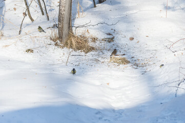 Great tit perches on the snow in a winter forest. Birds of Eastern Siberia © Nadezhda