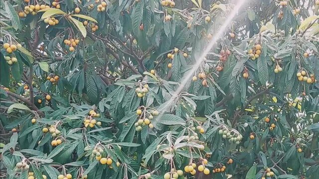 Dense Loquat Tree Loaded With Ripening Golden Fruit In Garden
