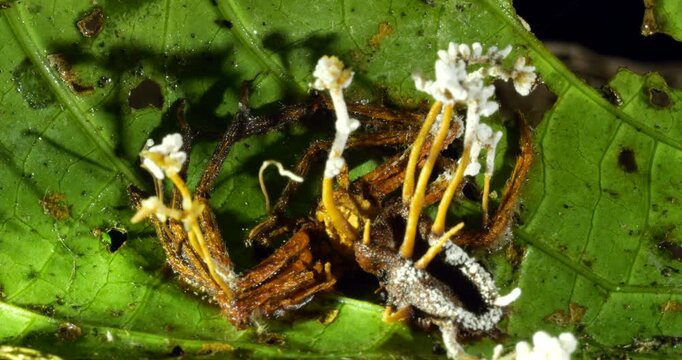A Cordyceps fungus parasitizing a spider.  The fungus alters the behaviour of its host so it dies in a high place optimum for spore dispersal. In Napo province, Ecuador