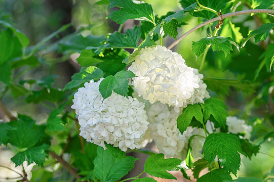White Viburnum opulus Roseum (snowball bush) flowers blooming among lush green leaves