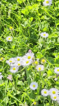 Primo piano di margherite bianche immerse nell&rsquo;erba verde, una scena naturale primaverile