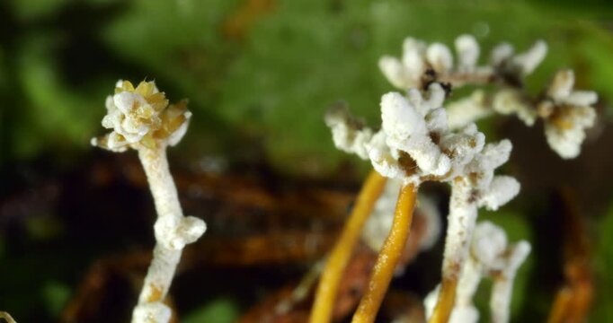 A Cordyceps fungus parasitizing a spider.  The fungus alters the behaviour of its host so it dies in a high place optimum for spore dispersal. In Napo province, Ecuador