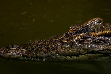 Obraz premium The crocodile is show head in the river