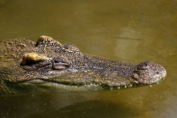 Obraz premium The crocodile is show head in the river