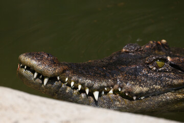 Obraz premium The crocodile is show head in the river