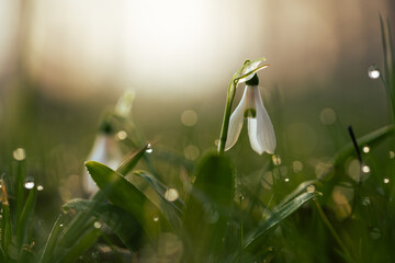 Wiosenne kwiaty w ciepłym porannym świetle, naturalna fotografia przyrodnicza © Elżbieta Kaps