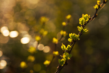 Młode wiosenne liście na drzewach w ciepłym porannym świetle © Elżbieta Kaps