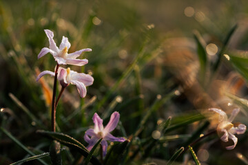 Kwiaty śnieżnika w porannym świetle, wiosna w parku, naturalna fotografia przyrodnicza © Elżbieta Kaps