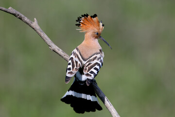 Adult Eurasian Hoopoe (Upupa epops) perched on a dry branch, showcasing its full crest and back plumage against a blurred green background. © VOLODYMYR KUCHERENKO