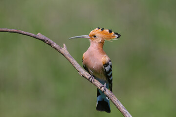 Adult Eurasian Hoopoe (Upupa epops) perched on a dry branch, showcasing its full crest and back plumage against a blurred green background. © VOLODYMYR KUCHERENKO