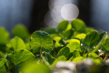 Młode zielone liście ziarnopłonu wiosną, świeża roślinność z rozmytym tłem bokeh © Elżbieta Kaps