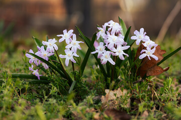 Kwiaty śnieżnika w porannym świetle, wiosna w parku, naturalna fotografia przyrodnicza © Elżbieta Kaps