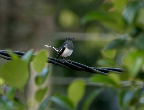 An Oriental Magpie-Robin (Copsychus saularis) perched on twisted electrical wires against a blurred background.