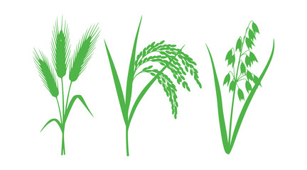 Fototapeta premium Realistic vector silhouettes of wheat, rice, and oat plants isolated on a clean white background.