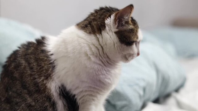 Cute white and brown cat lies on a soft blue blanket. Portrait of a domestic cat resting in bed, calm expression on the face, cozy atmosphere. Cat in an unmade bed