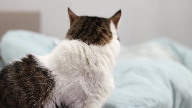Portrait of a domestic cat resting in bed, calm expression on the face, cozy atmosphere. Cat in an unmade bed. Cute white and brown cat lies on a soft blue blanket