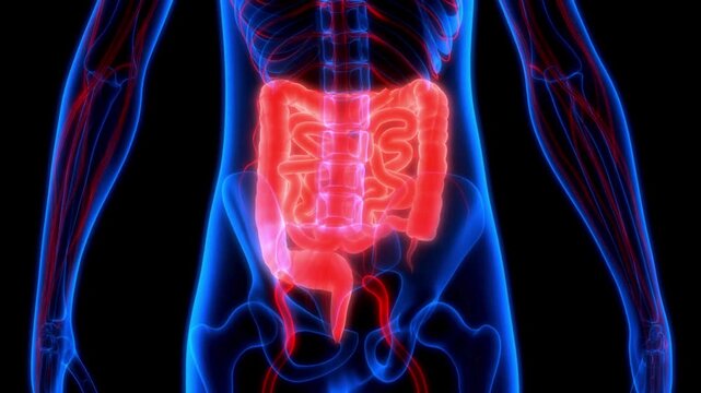 Human Digestive System Anatomy 3D Visualization of Intestines