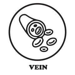 Obraz premium Vein illustration