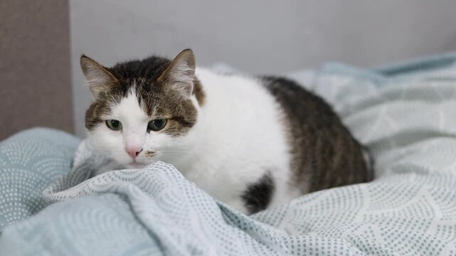 Portrait of a domestic cat resting in bed, calm expression on the face, cozy atmosphere. Cat in an unmade bed. Cute white and brown cat lies on a soft blue blanket