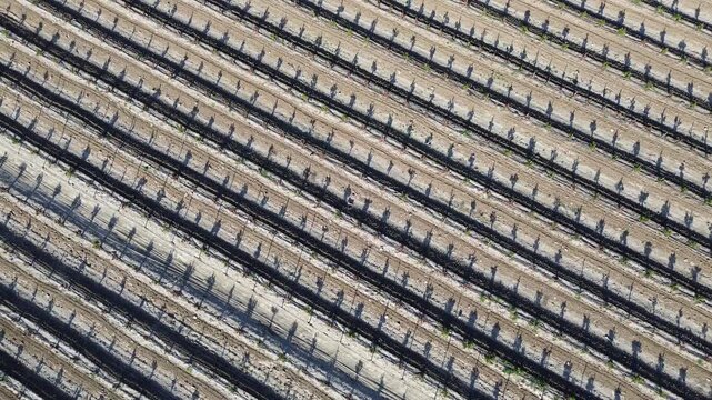 Aerial drone shot in 4K resolution ascending vertically in a rocket effect from ground level over a perfectly aligned avocado plantation, revealing the irrigation system and the geometric pattern of