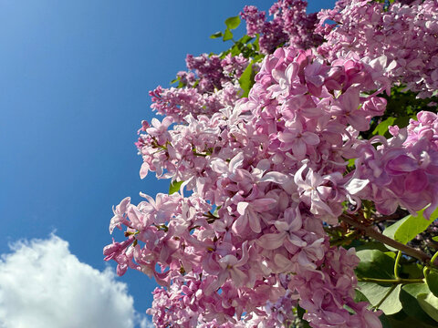 Pink lilac blooming syringa against sky.