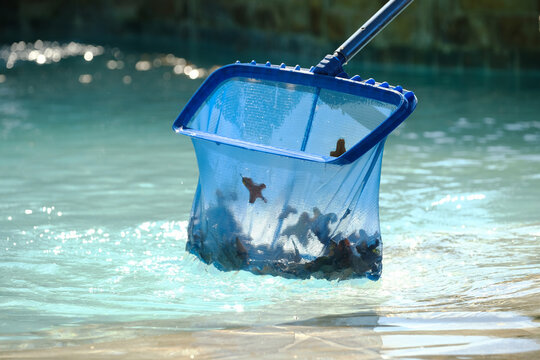 Skimming leaves from pool concept closeup with net for upkeep and maintenance concept.