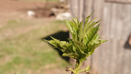 Zielone liście krzewu czarnego bzu w piękny słoneczny dzień © tomo81