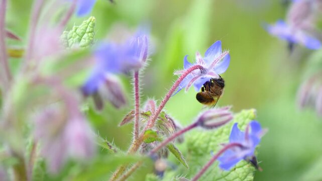 Female Red mason bee nectaring on Borage flowers in spring in a city garden. Osmia bicornis, Borago officinalis, Indre-et-Loire 37, r&eacute;gion Centre-Val de Loire, France, European Union, Europe