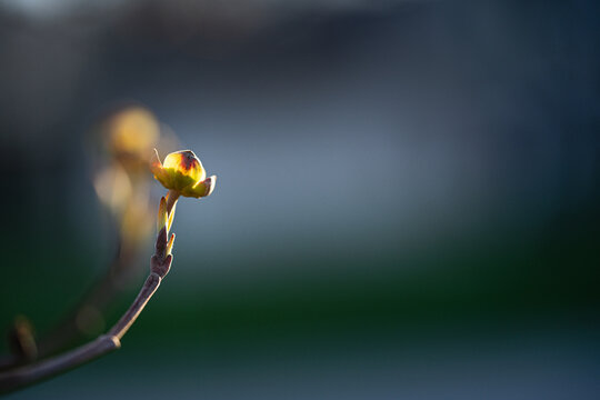 Dogwood Bud Emerging on Bare Branch in Spring Light
