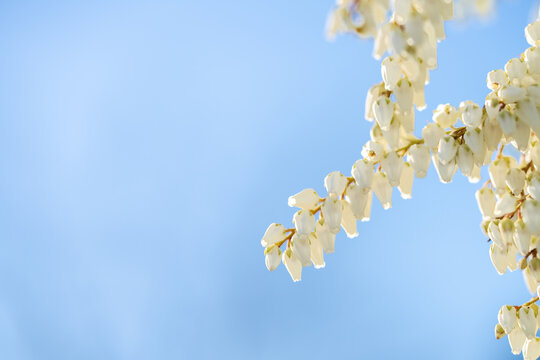 Delicate Spiraea Blossoms Against Blue Sky in Spring