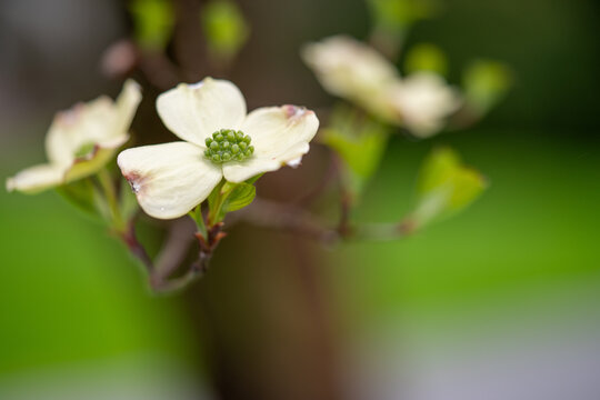 White Blossom of a Flowering Dogwood Tree in Spring