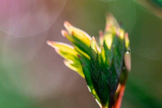 Emerging Spring Buds in Spring