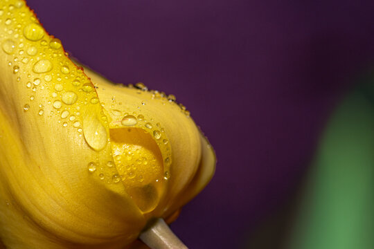 Closeup of water droplets on a yellow tulip petal in Spring
