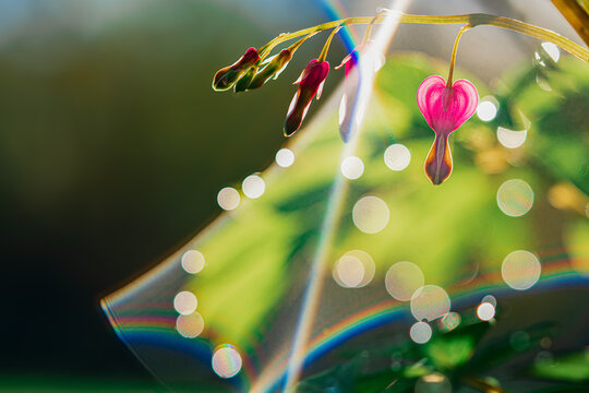 Pink Bleeding Heart Flower with Rainbow Bokeh in Spring
