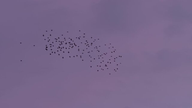 Group of birds spirals above decorated rooftops and spires at sunset