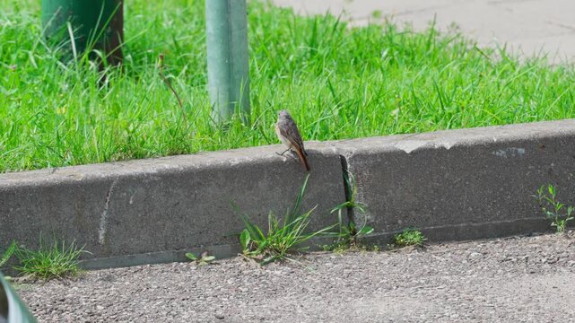 Common redstart bird with a bright orange tail sitting on a concrete curb and wagging it. Sunny summer day with green grass in the background.