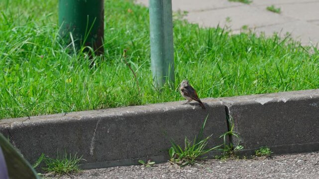 Common redstart bird with a bright orange tail sitting on a concrete curb and wagging it. Sunny summer day with green grass in the background.