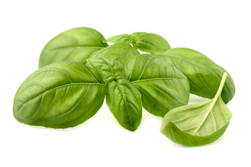 Fototapeta premium Fresh Basil leaves in closeup on white background.