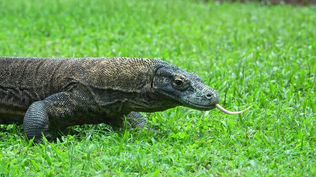 Komodo dragon moving through grassy ground in natural environment