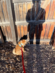 A Shiba Inu puppy sits outdoors on a leash beside a wooden fence, with the owner's shadow visible in the scene, capturing a candid pet owner lifestyle moment. © Wendy