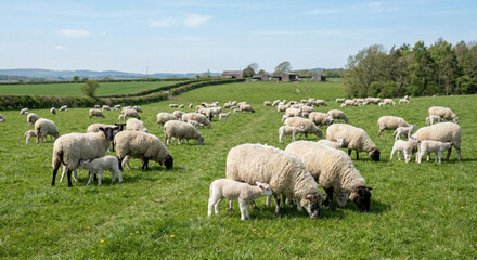 Fototapeta premium Flock of sheep grazing green meadow landscape