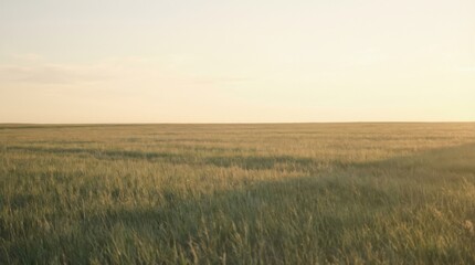 Obraz premium Serene Sunlit Grass Field Under Clear Sky at Dusk