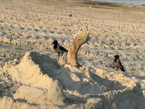Two hooded crows on sandy riverbank with driftwood at golden hour