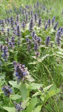 Aj&uacute;ga r&eacute;ptans. Purple-blue  flowers on a green spring field. Wildlife.
