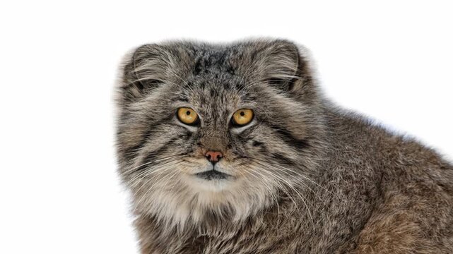 Portrait of wild Pallas's cat Otocolobus manul on white background. Animated cinemagraph, parallax animation, based on an original photograph.