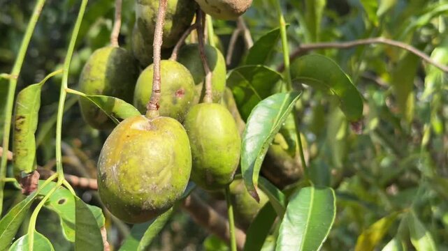 Green Spondias dulcis fruits hang together from a tree branch surrounded by natural vegetation in a thriving tropical garden landscape. Natural growth.