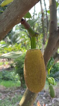 Vertical shot of a small immature jackfruit near the trunk with fresh leaves and textured bark inside a natural orchard environment. Fruit growth.