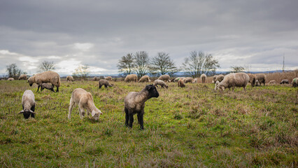 Fototapeta premium Flock of Sheep Grazing on a Green Pasture Under Overcast Sky in Rural Countryside